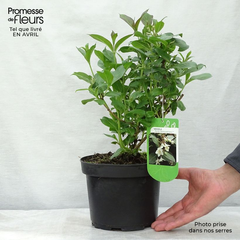 Example of Weigela florida Ebony and Ivory Pot de 3L/4L as you get in printemps