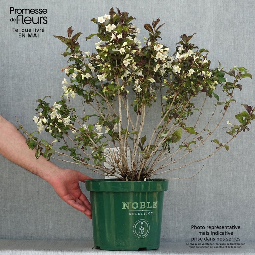 Example of Weigela florida Ebony and Ivory Pot de 7,5L/10L as you get in printemps