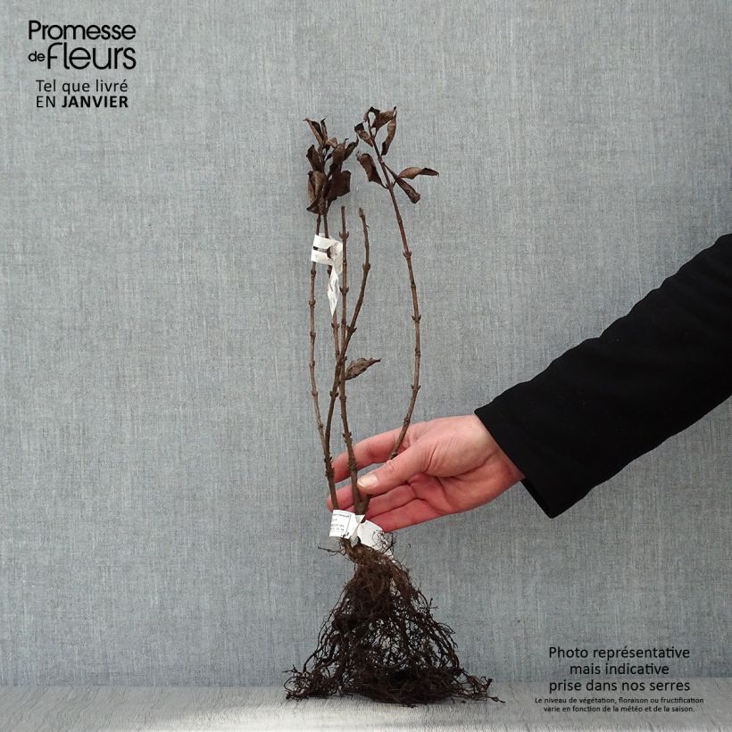 Example of Weigela florida Foliis Purpureis - Weigela florida Purpurea - Weigelia pourpre Racines nues as you get in hiver