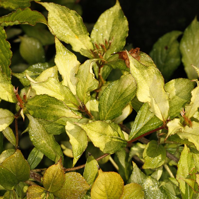 Weigela florida Ghost (Foliage)