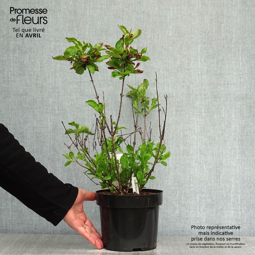 Example of Weigela florida Korea Pot de 2L/3L as you get in printemps