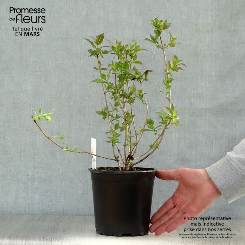 Example of Weigela florida Minor Black Pot de 2L/3L as you get in printemps