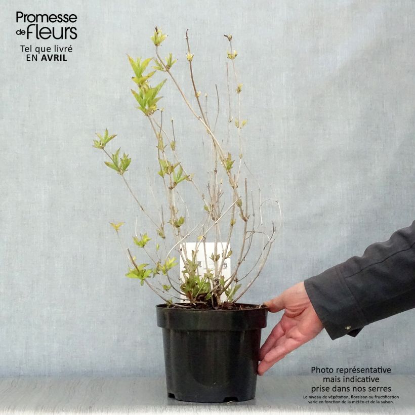 Example of Weigela florida Brigela Pot de 2L/3L as you get in printemps