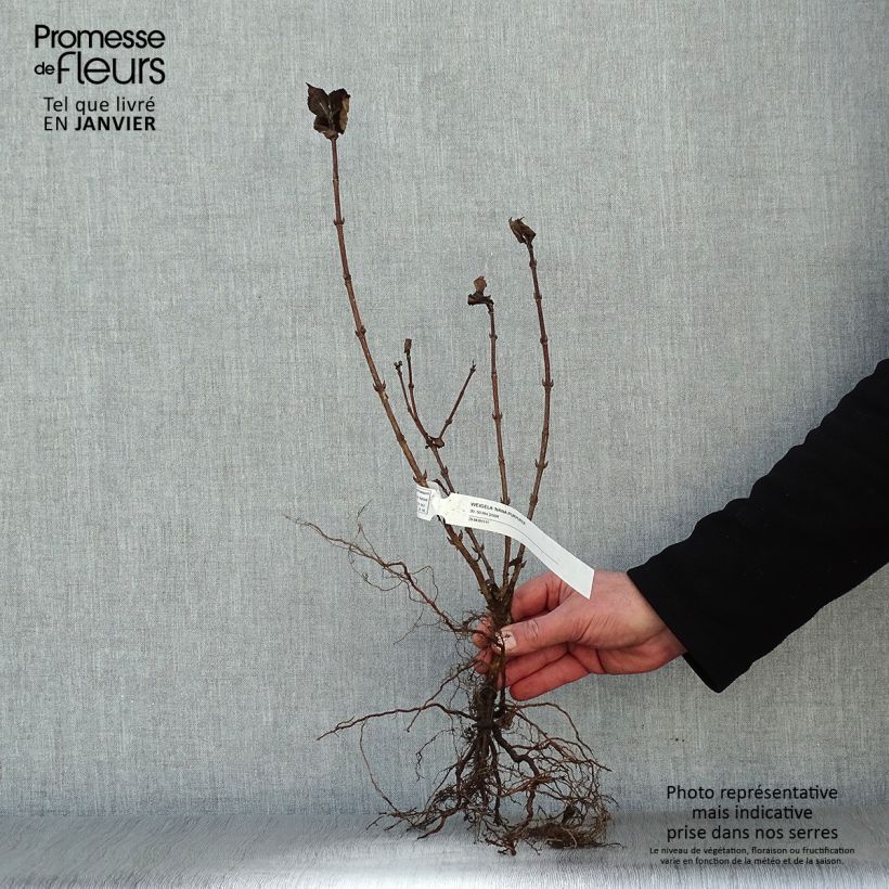 Example of Weigela florida Nana Purpurea - Weigélia pourpre nain  Racines nues as you get in hiver