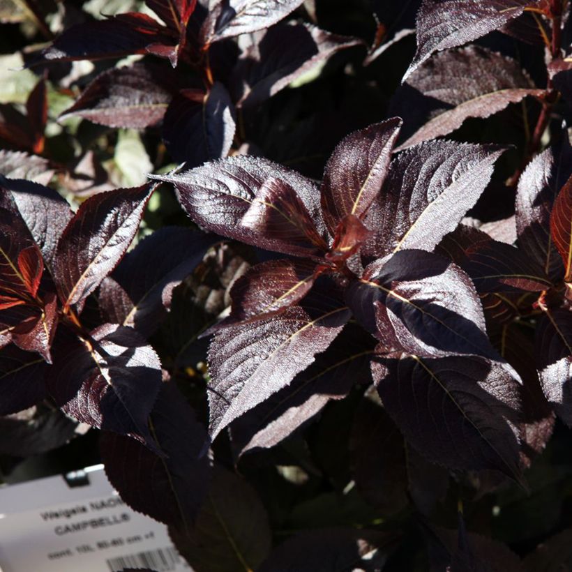 Weigela florida Naomi Campbell (Foliage)