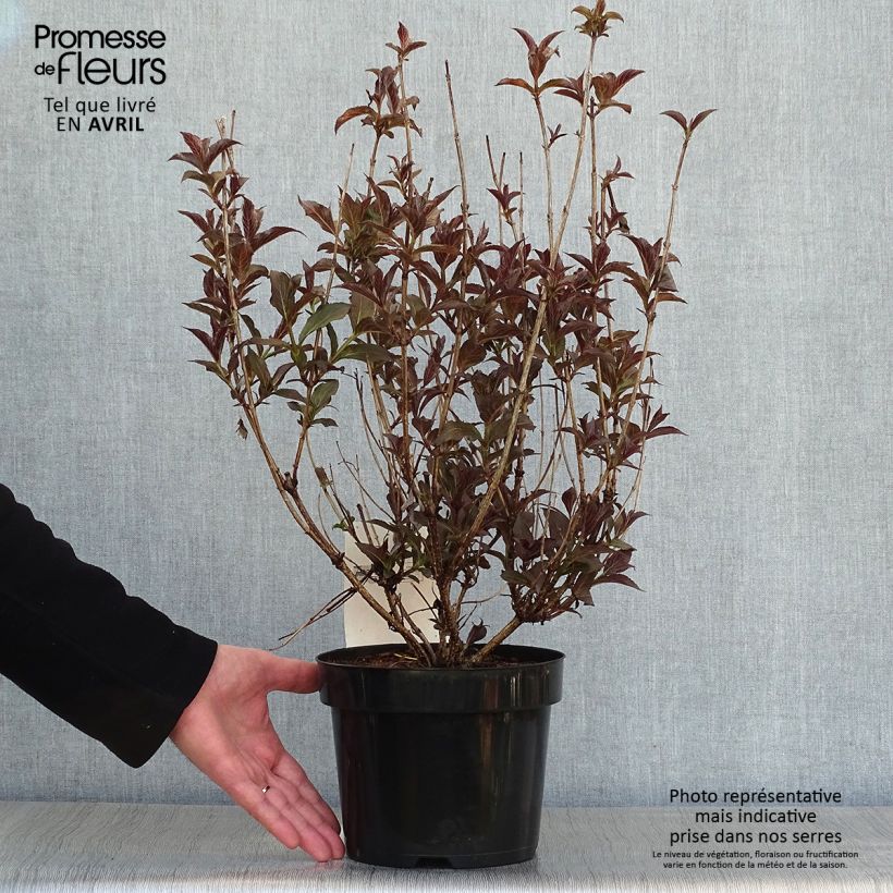 Example of Weigela florida Naomi Campbell Pot de 2L/3L as you get in printemps