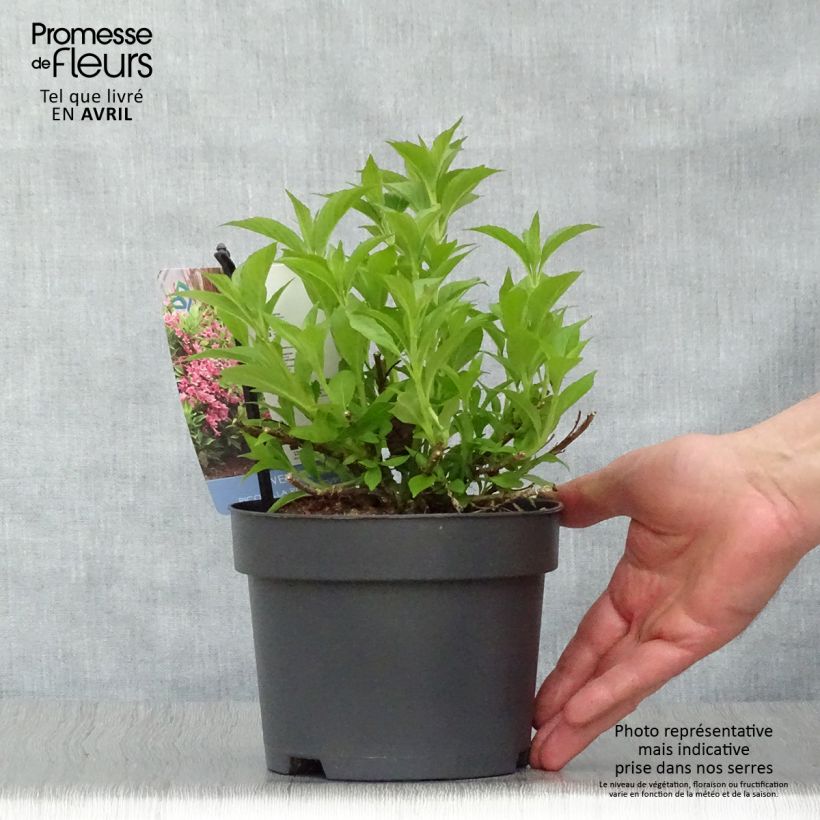 Example of Weigela florida Picobella Rosa - Weigélia nain  Pot de 2L/3L as you get in printemps