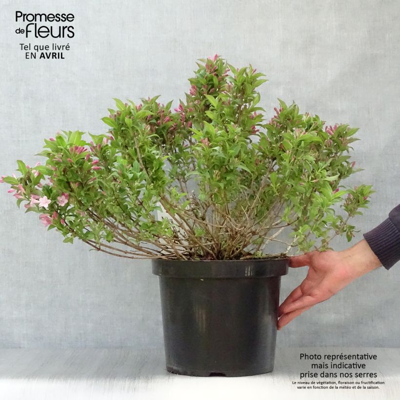 Spécimen de Weigela florida Pink Poppet Pot de 7,5L/10L tel que livré au printemps