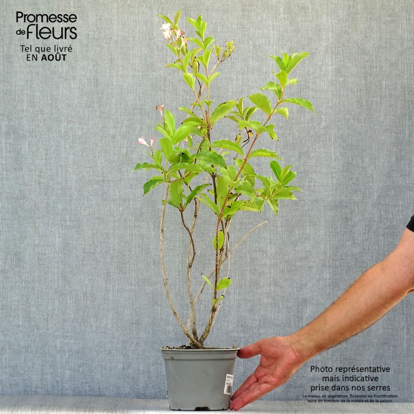 Spécimen de Weigela florida Rosea - Weigélia Pot de 2L/3L tel que livré en été