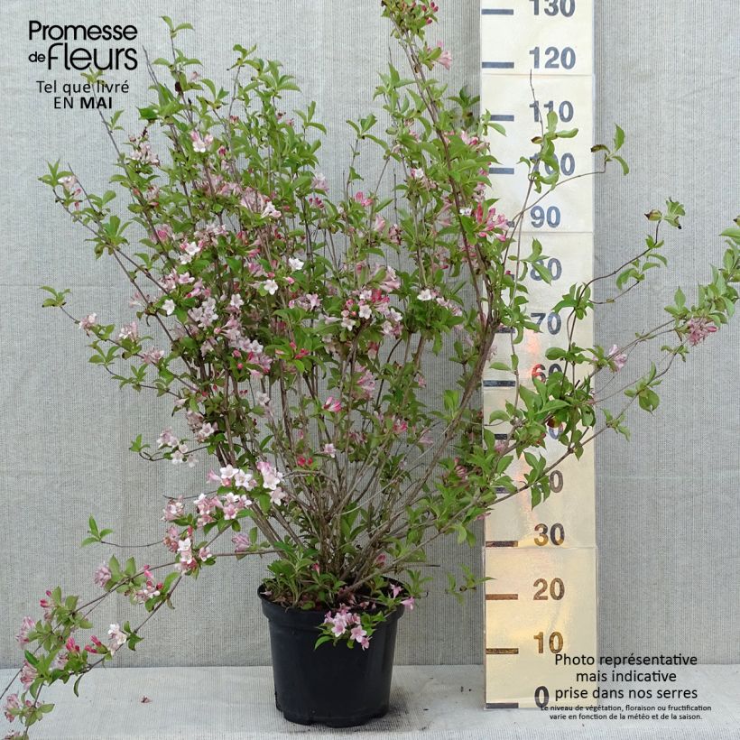 Example of Weigela florida Rosea - Weigélia Pot de 7,5L/10L as you get in printemps