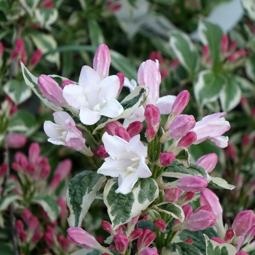 Weigela florida Variegata (Floraison)