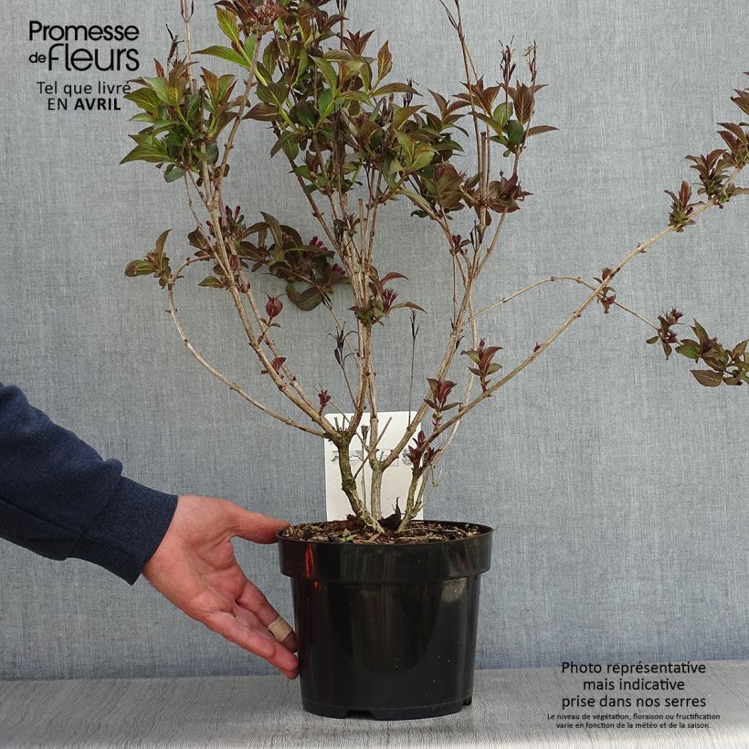 Example of Weigela florida Victoria Pot de 2L/3L as you get in printemps