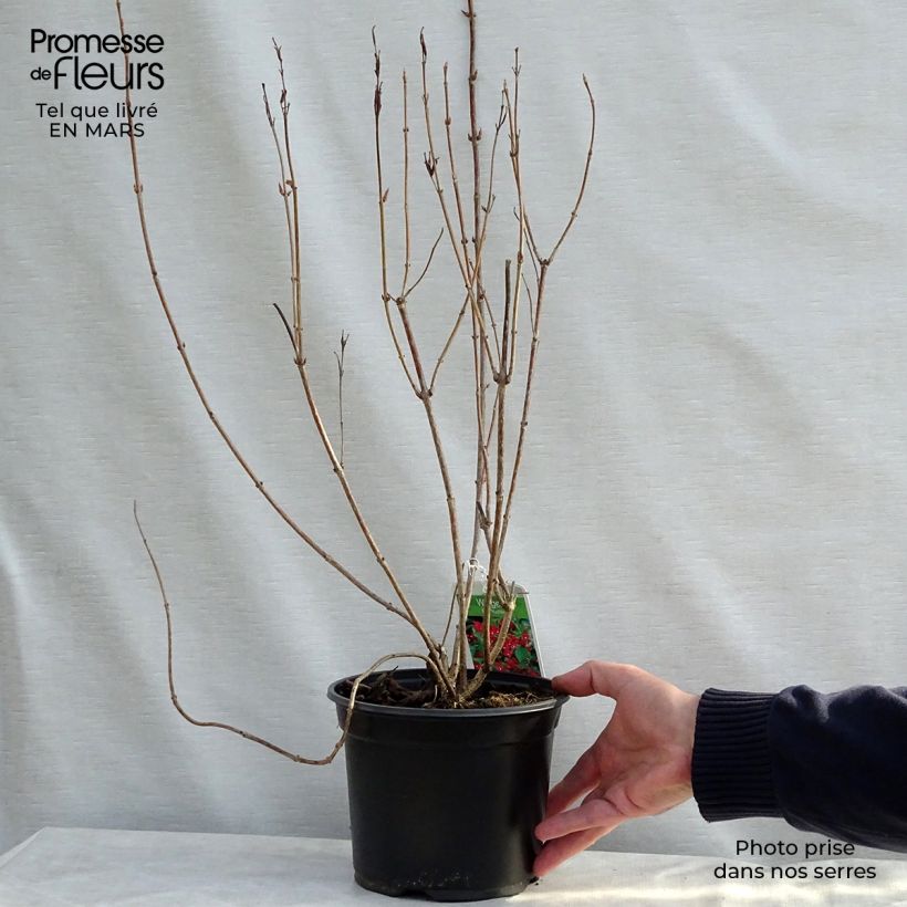 Example of Weigela hybride Eva Rathke Pot de 2L/3L as you get in printemps