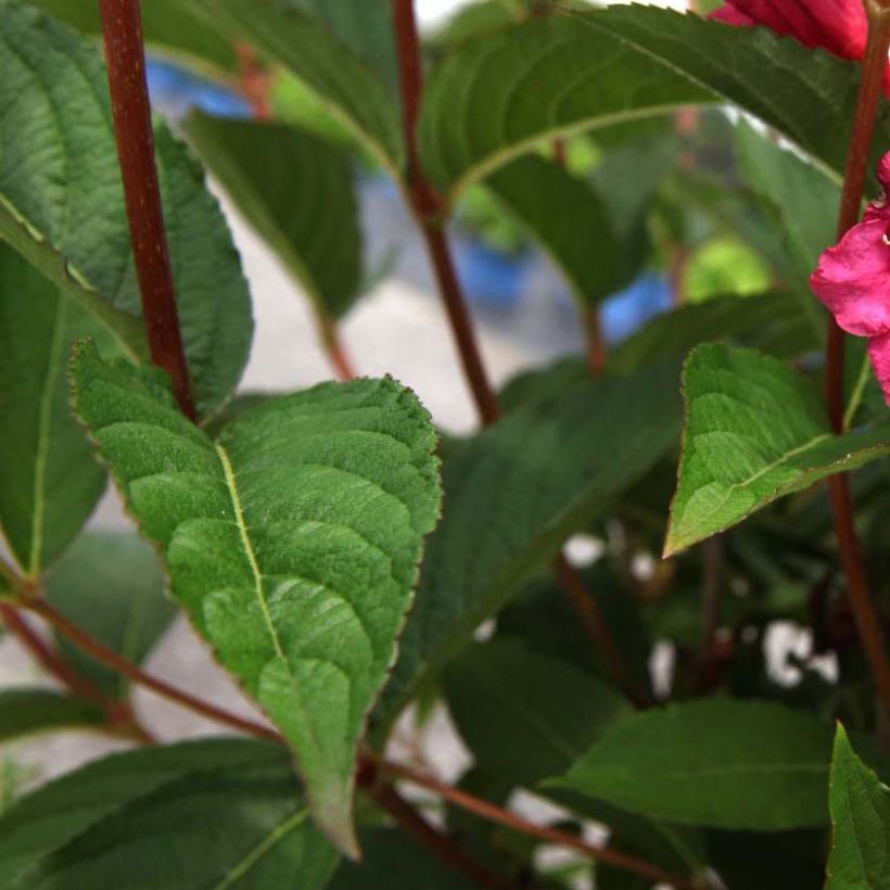 Weigela hybride Red Prince (Foliage)