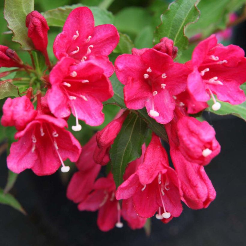 Weigela hybride Red Prince (Flowering)