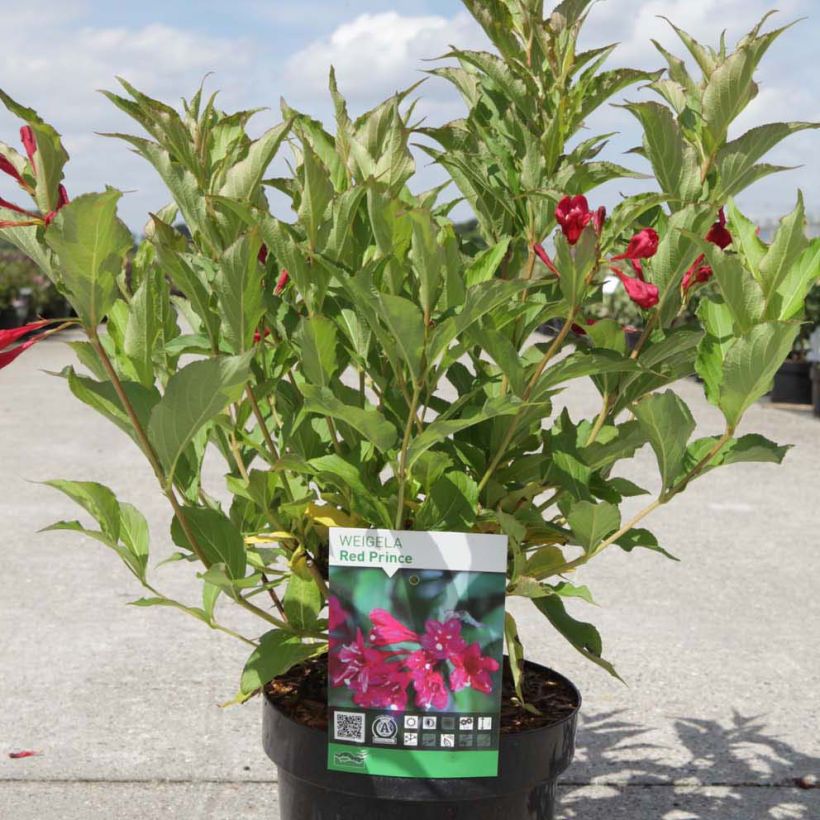 Weigela hybride Red Prince (Plant habit)
