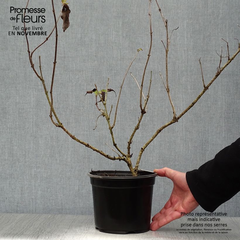 Spécimen de Weigela hybride Red Prince Pot de 2L/3L tel que livré en automne