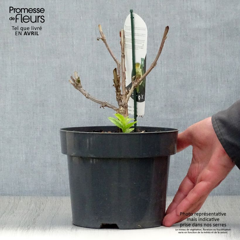 Example of Weigela middendorffiana Pot de 3L/4L as you get in printemps