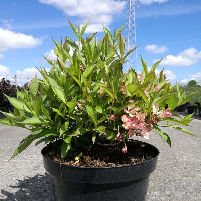 Weigelia All Summer Peach (Plant habit)