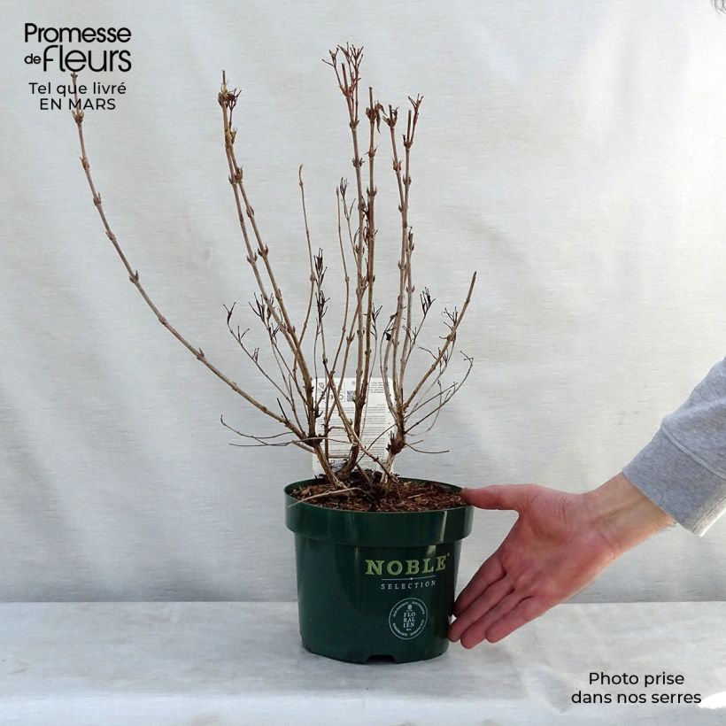 Example of Weigelia All Summer Peach Pot de 3L/4L as you get in printemps