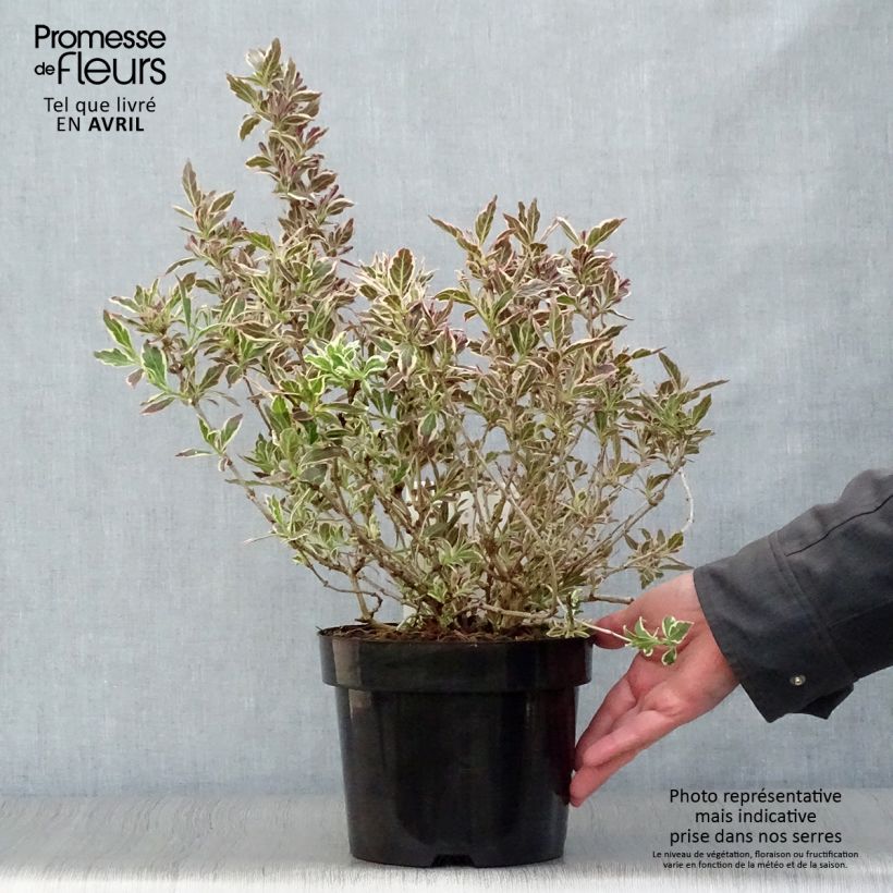 Example of Weigelia florida Monet Verweig Pot de 2L/3L as you get in printemps