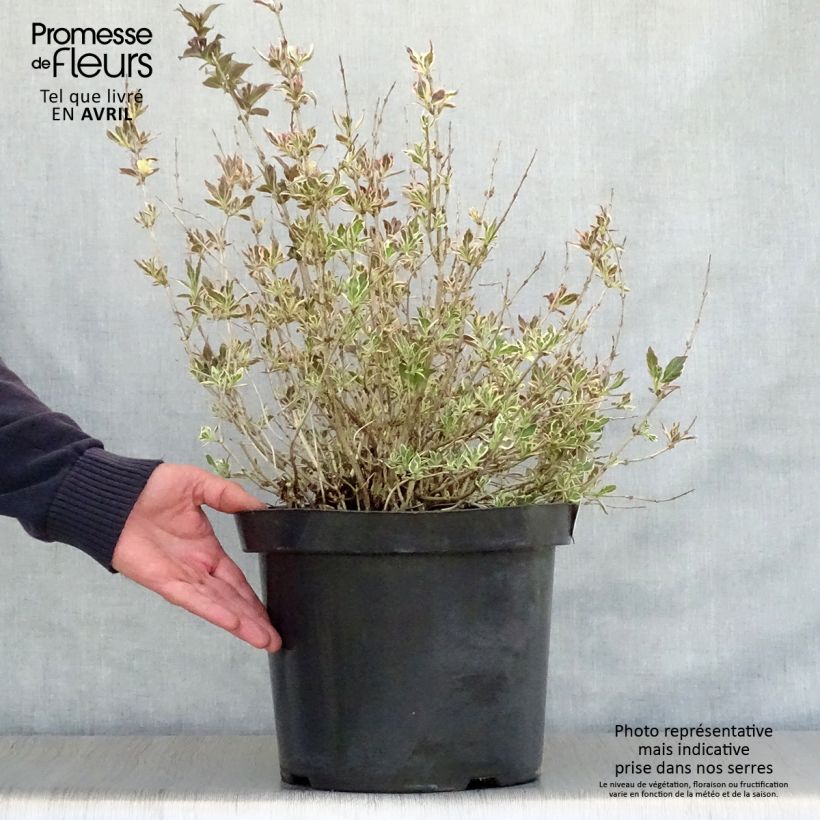 Example of Weigelia florida Monet Verweig Pot de 7,5L/10L as you get in printemps