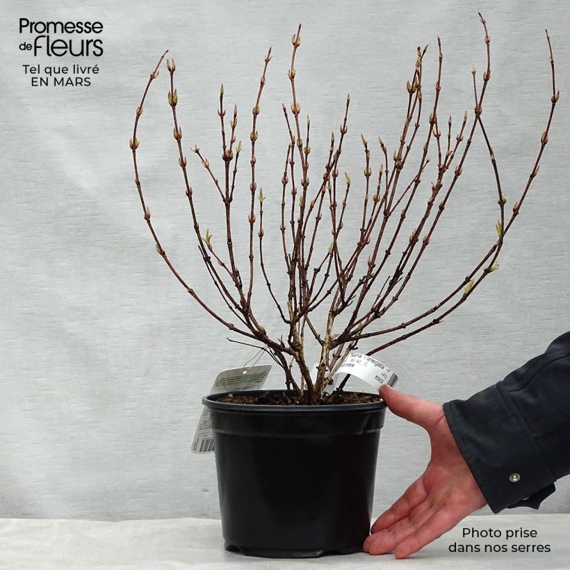 Example of Weigelia florida Nana Variegata - Weigela panaché  Pot de 2L/3L as you get in printemps