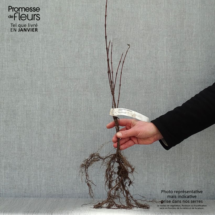 Example of Weigelia florida Nana Variegata - Weigela panaché  Racines nues as you get in hiver