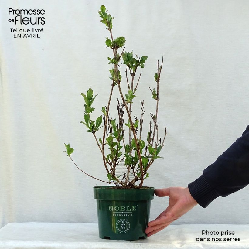 Spécimen de Weigelia florida Polka - Weigela nain Pot de 2L/3L tel que livré au printemps