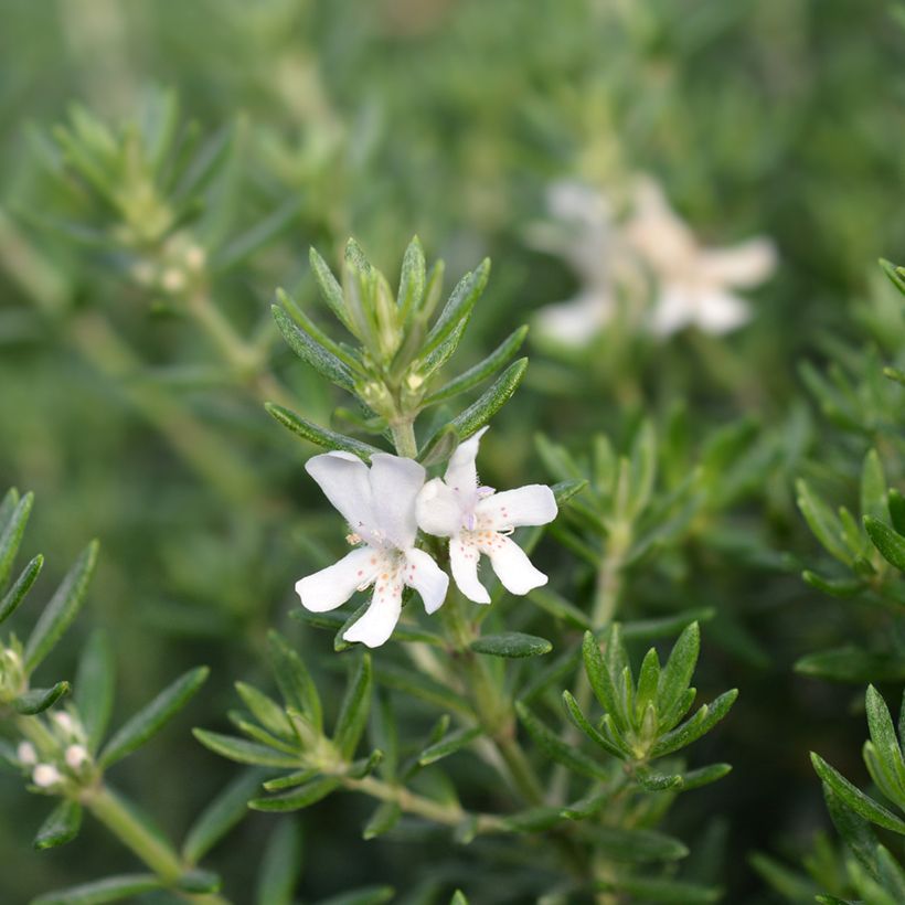 Westringia fruticosa Blanc - Romarin d'Australie (Flowering)