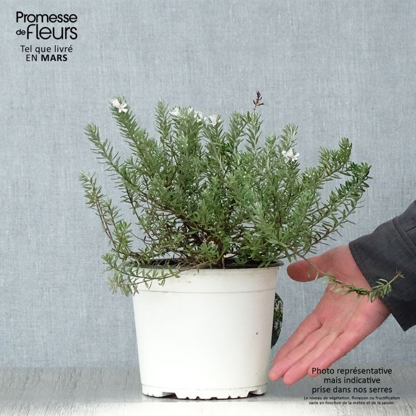 Example of Westringia fruticosa Blanc - Romarin d'Australie Pot de 2L/3L as you get in printemps