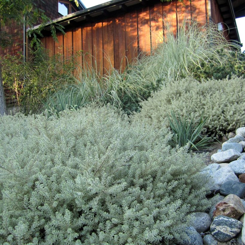 Westringia fruticosa Mundi - Romarin d'Australie (Plant habit)