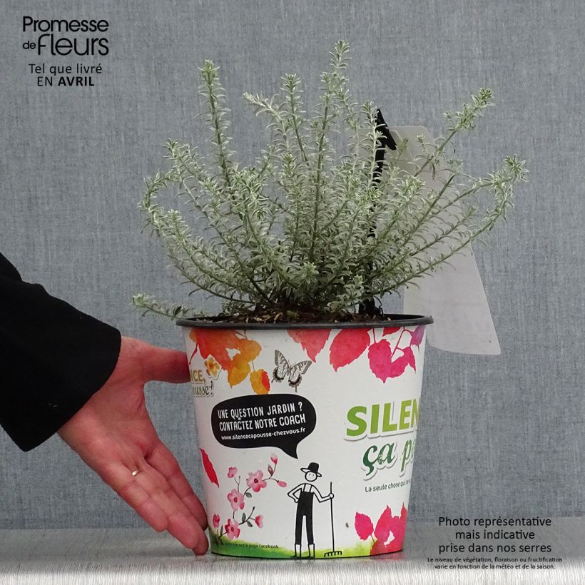 Example of Westringia fruticosa Smookie - Romarin d'Australie Pot de 3L/4L as you get in printemps