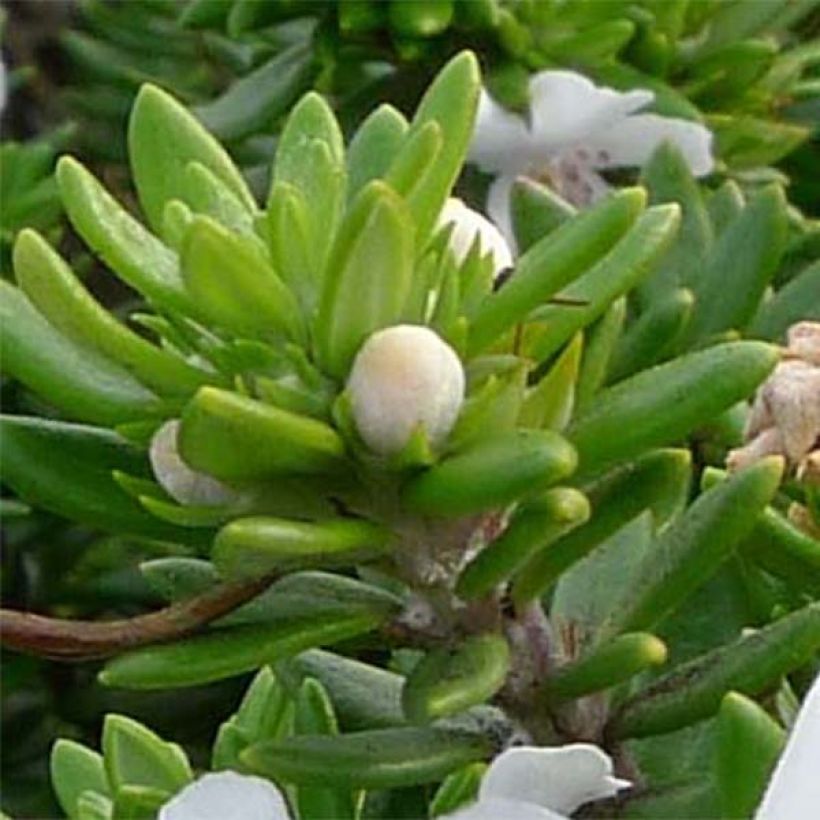 Westringia fruticosa Blanc - Romarin d'Australie (Foliage)