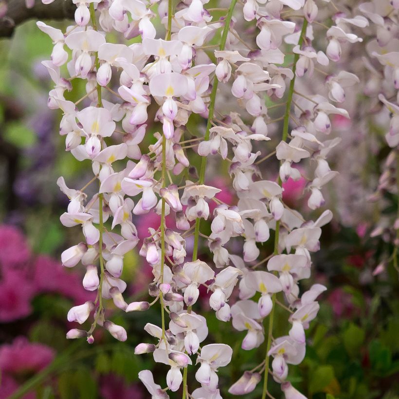 Glycine japonaise - Wisteria floribunda Lipstick (Flowering)