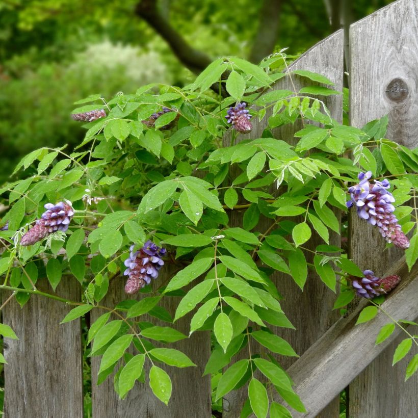 Wisteria frutescens Amethyst Falls - Glycine d'Amérique  (Foliage)