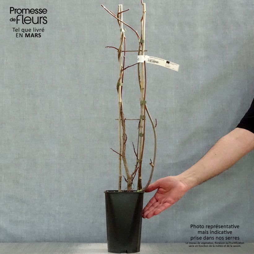 Example of Wisteria frutescens Amethyst Falls - Glycine d'Amérique  Pot de 3L/4L, Plant issu de bouture as you get in printemps