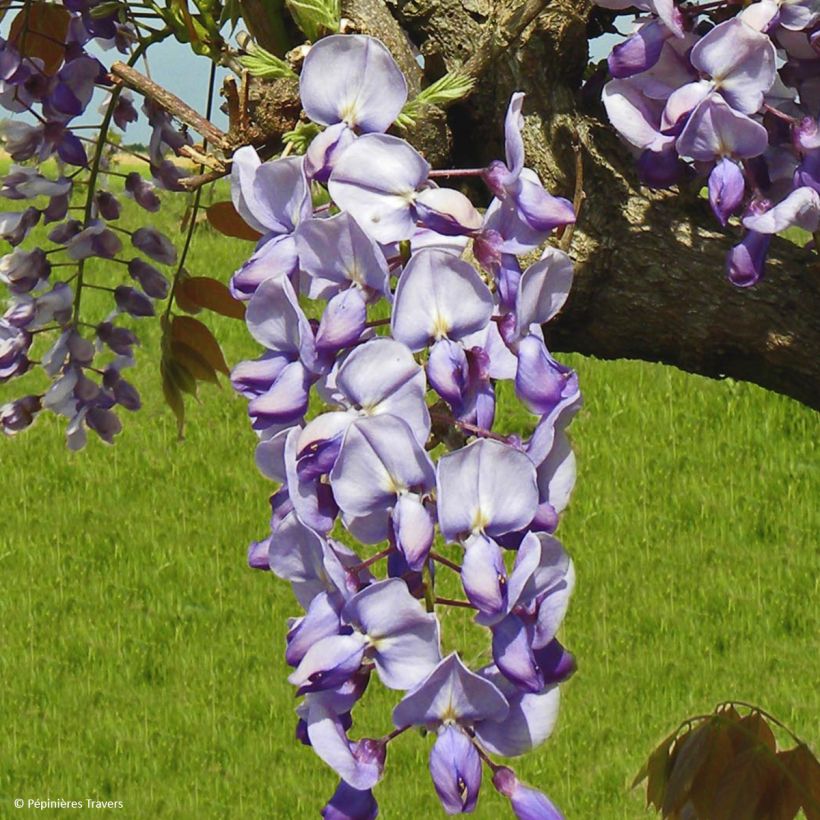 Glycine de Chine Blue Line - Wisteria sinensis (Floraison)