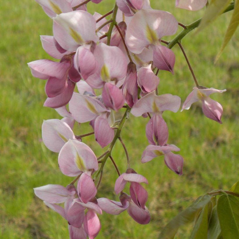 Wisteria venusta Rosea - Glycine du Japon (Flowering)