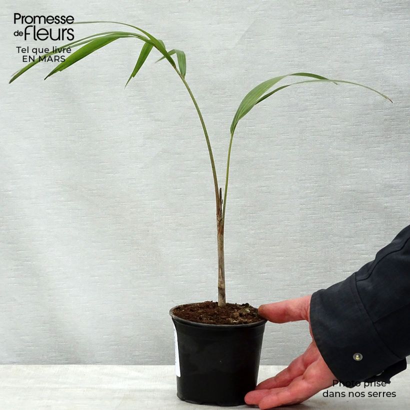 Example of Wodyetia bifurcata - Palmier queue-de-renard Pot de 20L/25L as you get in printemps
