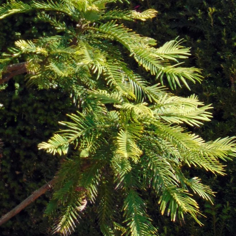 Wollemia nobilis - Pin de Wollemi (Foliage)