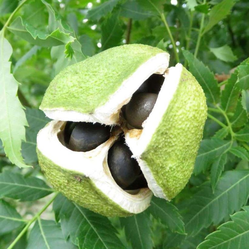 Xanthoceras sorbifolium Happy Orange - Xanthocère à feuilles de sorbier (Récolte)