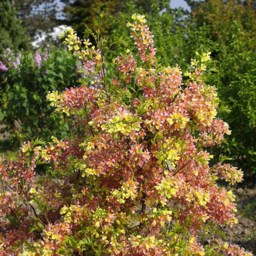 Xanthoceras sorbifolium Happy Orange - Xanthocère à feuilles de sorbier (Port)