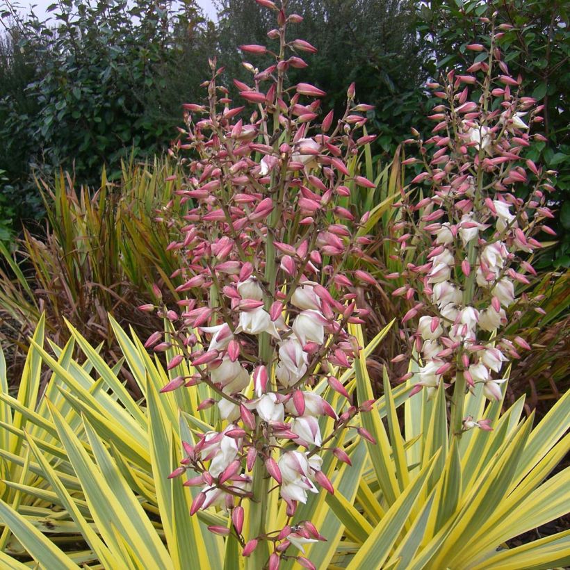 Yucca Bright Star - Yucca panaché (Flowering)