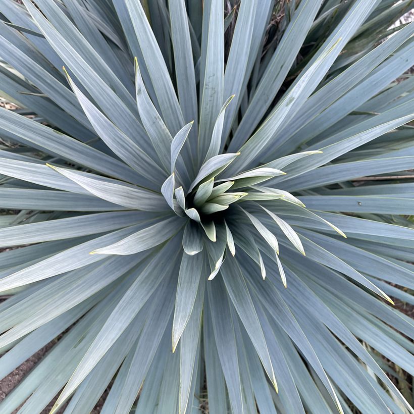 Yucca hybride French Flag (Foliage)