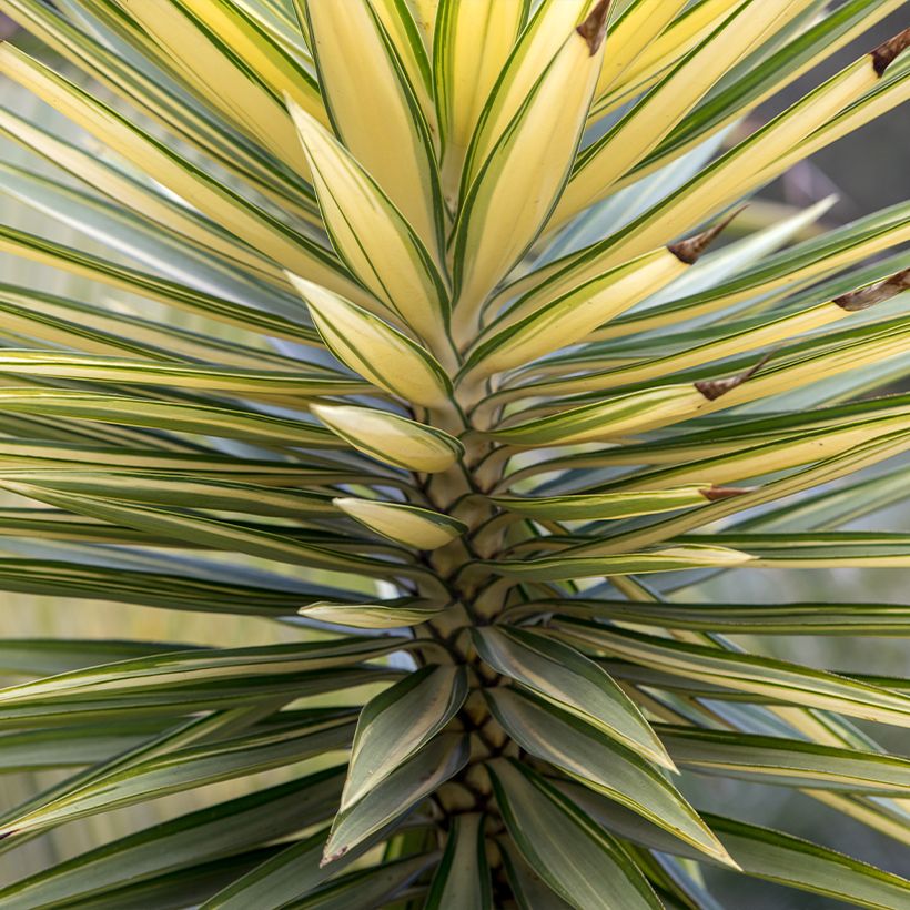 Yucca aloifolia Variegata - Yucca à feuilles d'Aloès (Foliage)