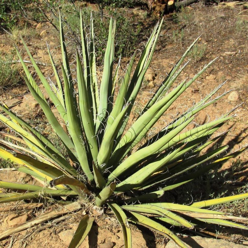 Yucca banane - Yucca baccata (Foliage)