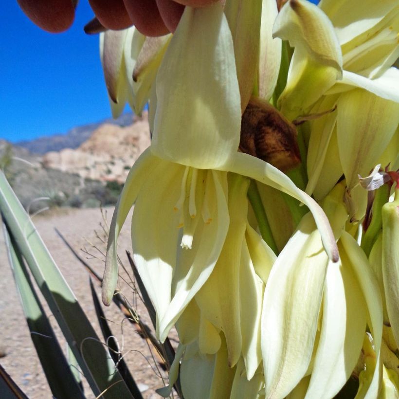 Yucca banane - Yucca baccata (Flowering)