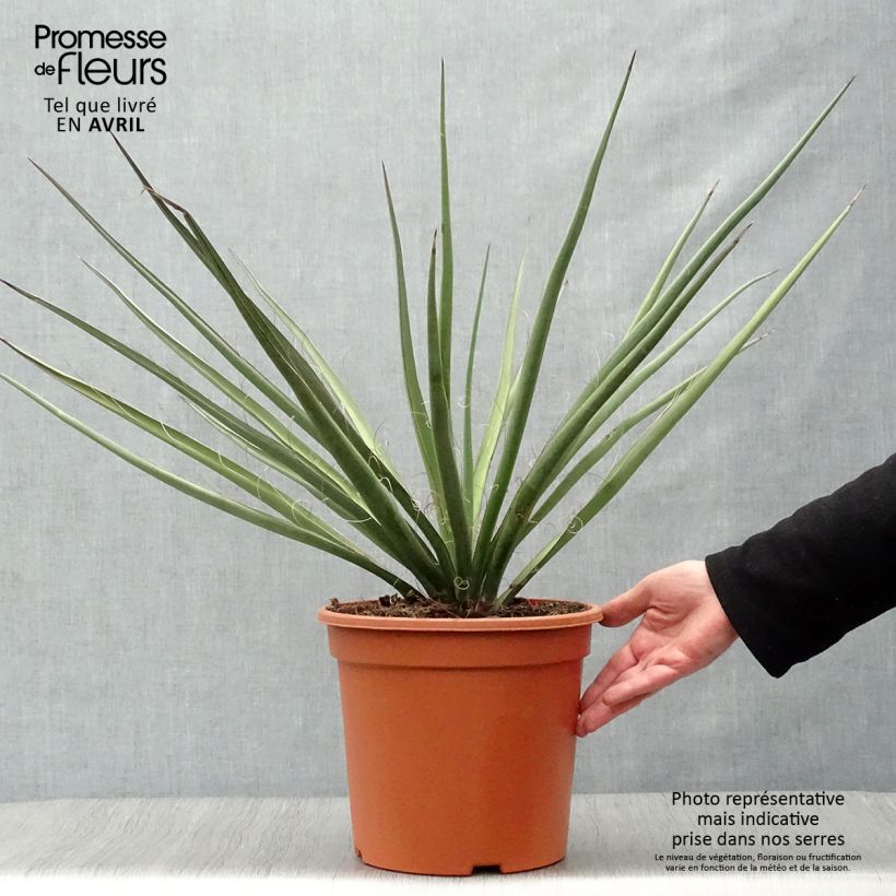 Example of Yucca banane - Yucca baccata Pot de 7,5L/10L as you get in printemps