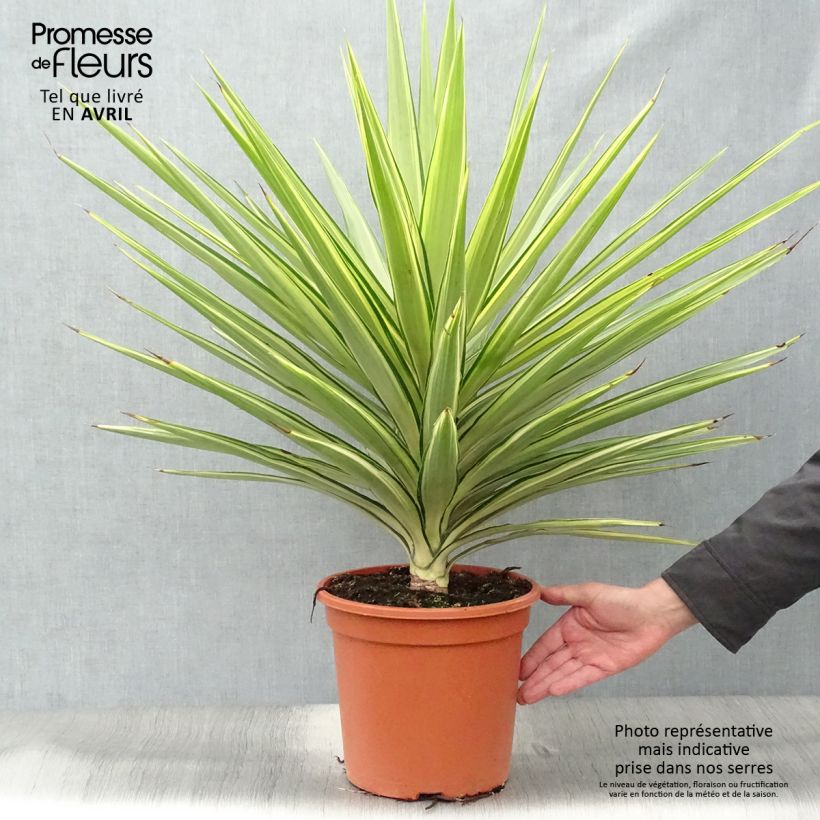 Example of Yucca elephantipes Jewel - Yucca pied d'éléphant panaché Pot de 7,5L/10L as you get in printemps